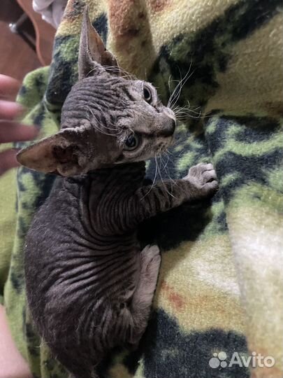 Донской сфинкс браш