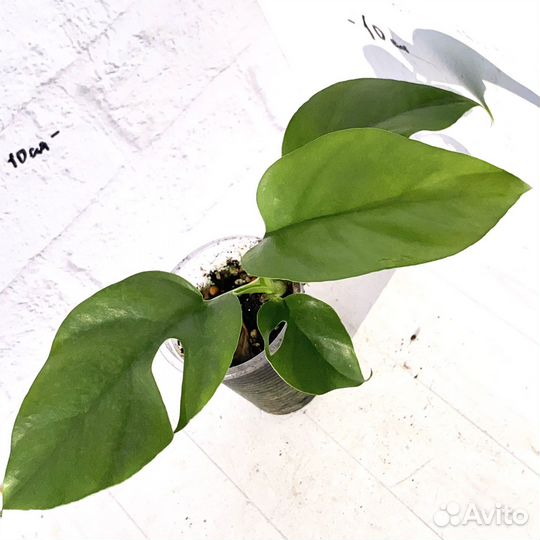 Монстера минима