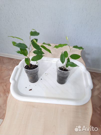 Фикус бенджамина Экзотик