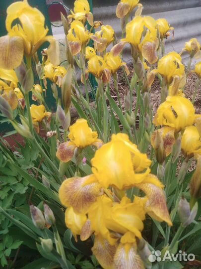 Цветы для сада