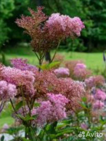 Лобазник(Таволга )