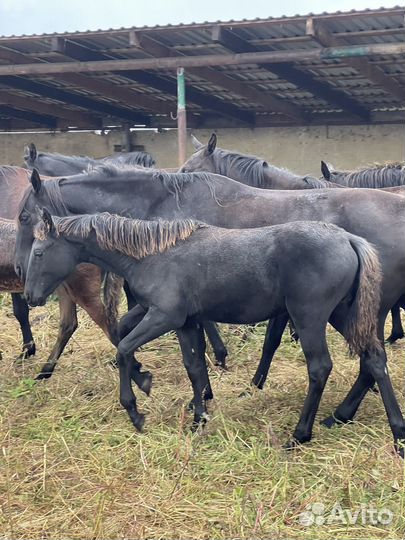 Кобылки карачаевской породы