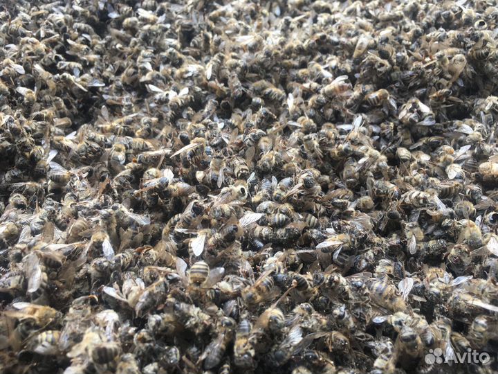 Пчелы сушеные