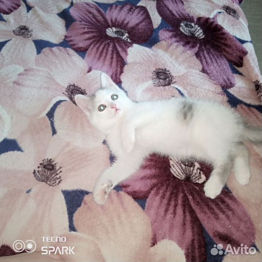 Котенок - девочка в добрые руки