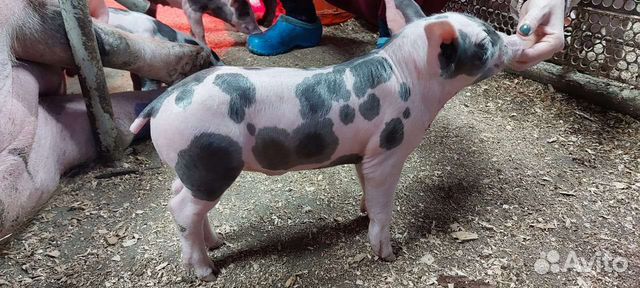 Поросята (Пьетрен, Пьетрен-Макстер)