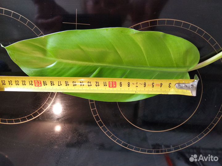 Филодендрон лимон лайм