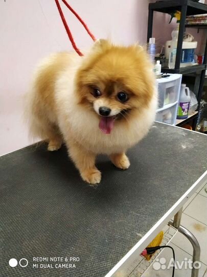 Стрижка собак и кошек