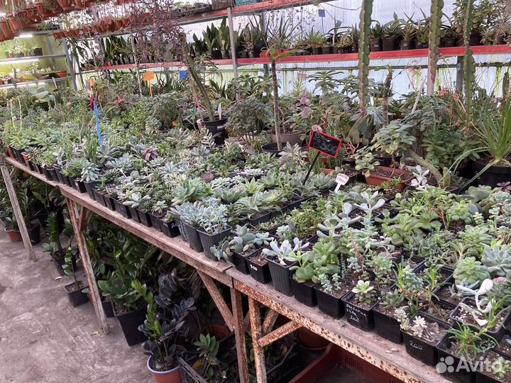 Опунция из питомника растений