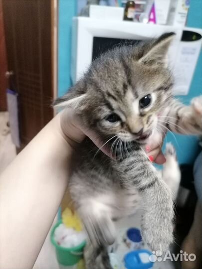 Котята мейн-кун метис