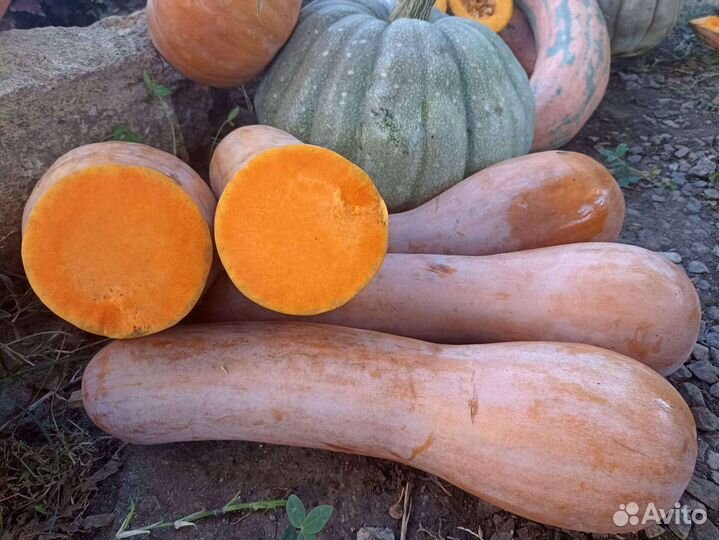 Семена тыквы Деликата,Каштан