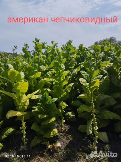 Семена табака