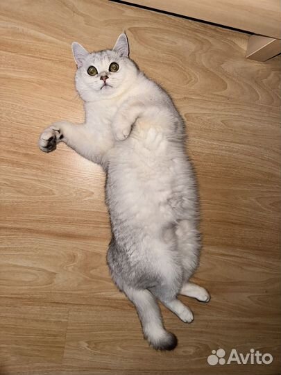 Коты в добрые руки