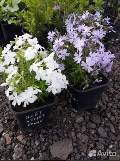 Флоксы шиловидные