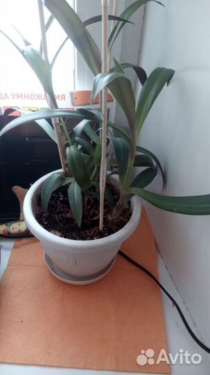 Рэо (Ладья Моисея)