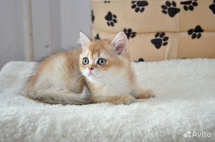 Котята золотая шиншилла