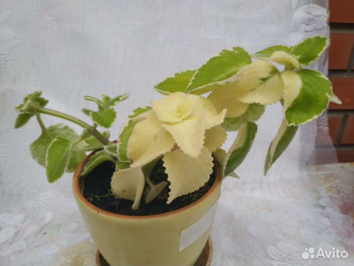 Плектрантусы, много сортов, комнатная мята