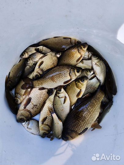 Карась живец