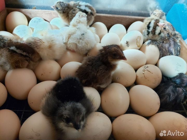 Молодки.Цыплята ливенские. Гуси Линда семья