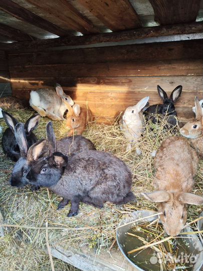 Мясо кролика