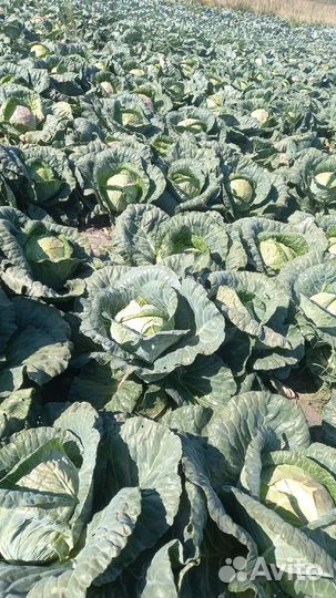 Капуста мидор