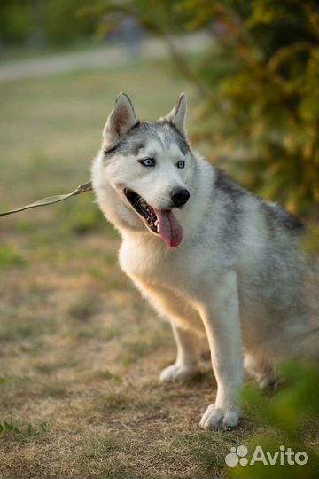 Хаски в добрые руки
