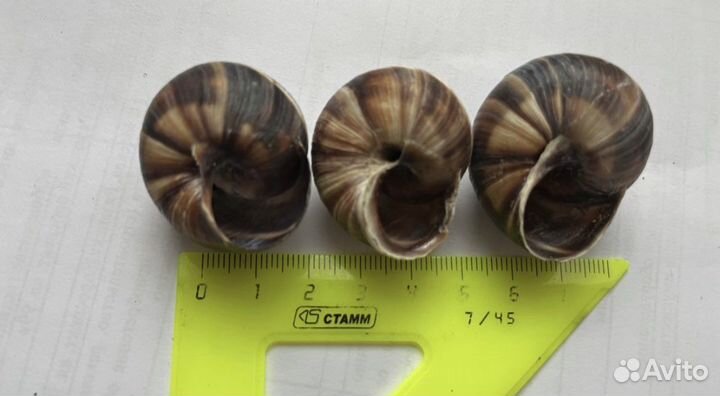 Раковины виноградной улитки