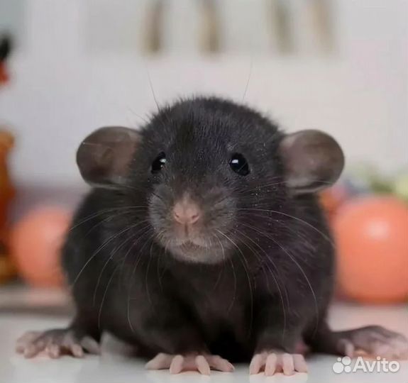 Крысята дамбо