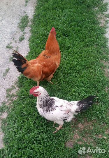 Куры несушки