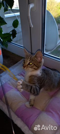 Котик