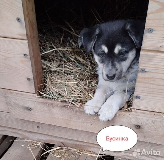 Щенки для заботливых хозяев