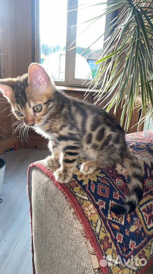 Бенгальские котята