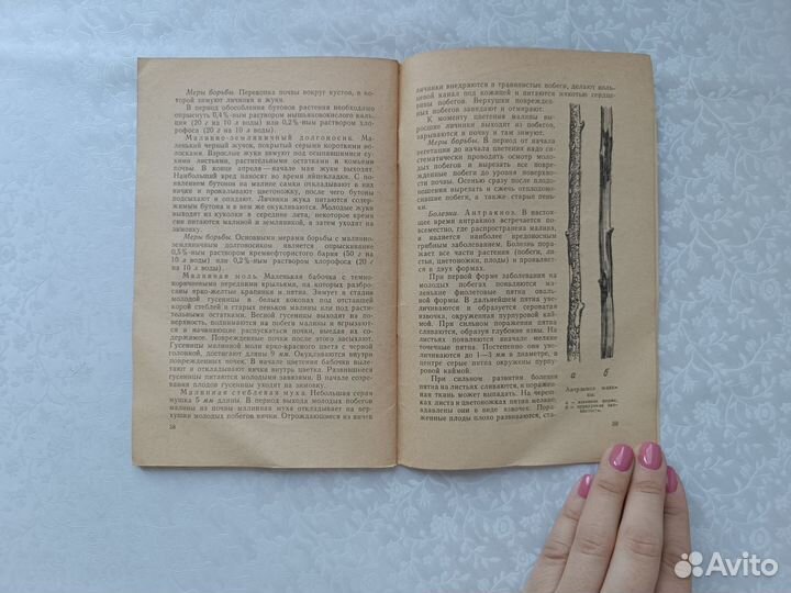 Ю.К. Катинская Малина 1968 год