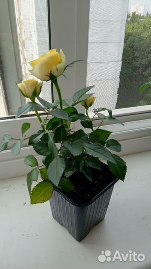 Комнатные цветы роза