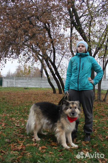 Приютский пёс хочет обрести семью