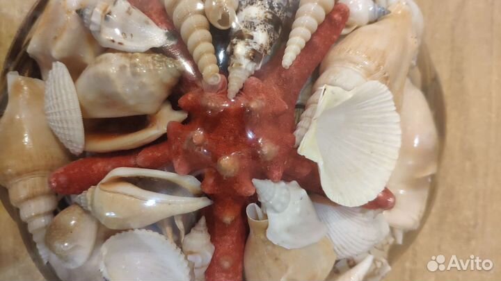 Набор ракушек