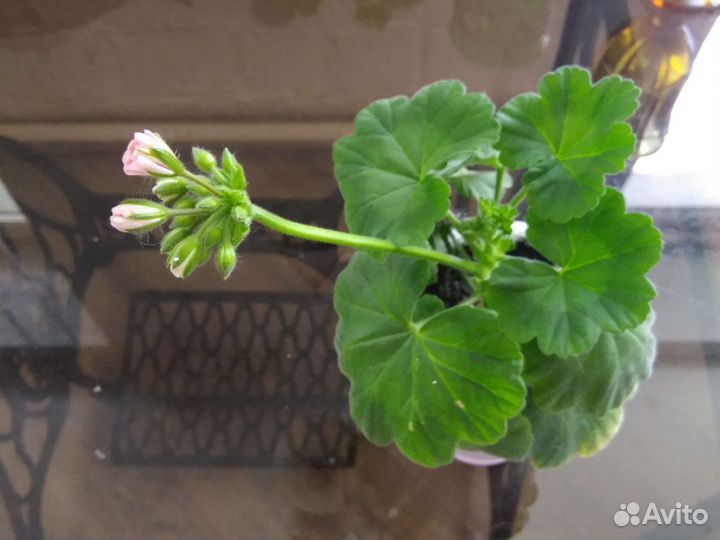 Пеларгония герань махровая сортовая