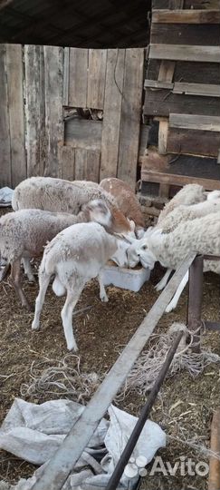 Овцы бараны на мясо