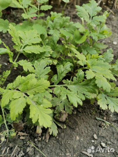 Матрикария, кустовая ромашка, пиретрум