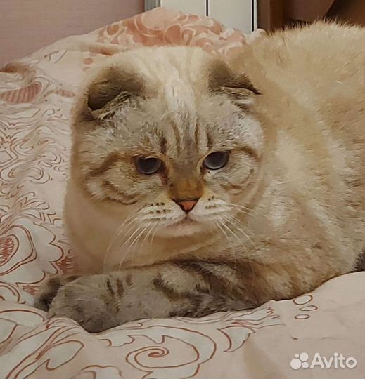 Достойные кавалеры ждут дам