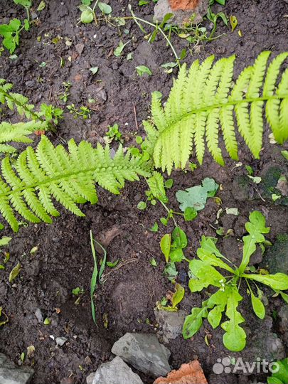 Папоротник