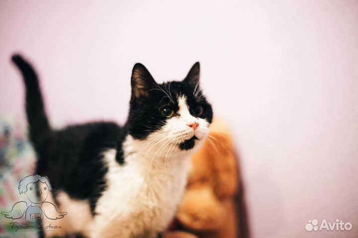 Кошки приюта ищут дом