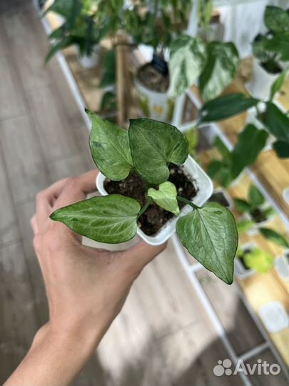 Сингониумы