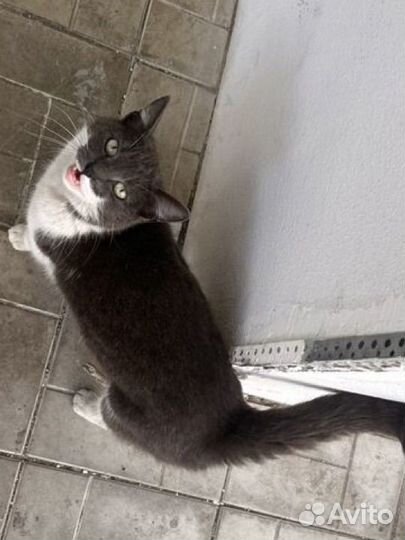 Найдена кошка
