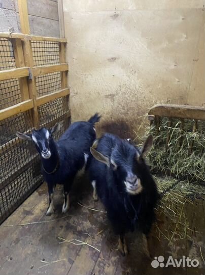 Камерунские козы дойные