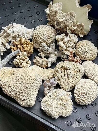 Камни коралловые натуральные, раковины морские