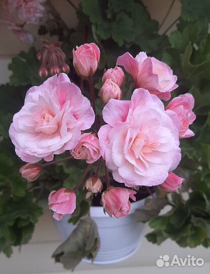 Пеларгония - зонартик