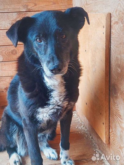 Собаке трудно жить в приюте