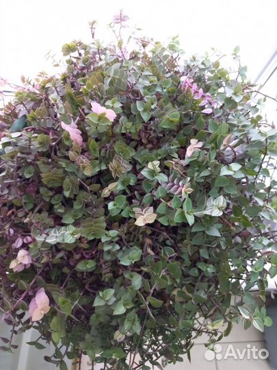 Каллизия бьянка