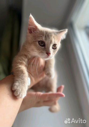 Персиковый котенок мальчик