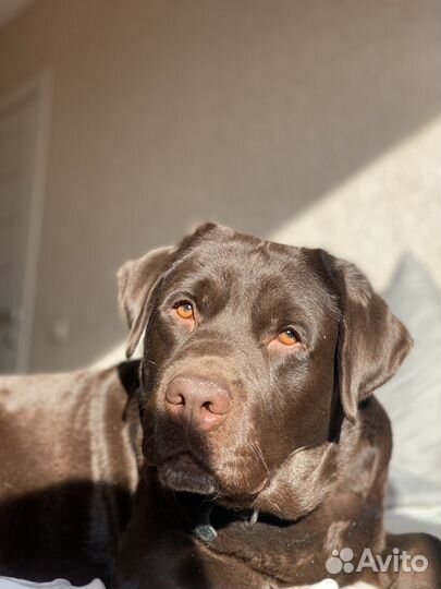 Случка лабрадор